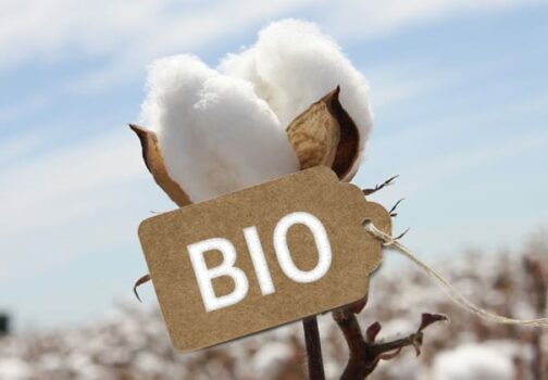 Coton Bio : Pourquoi cette fibre transforme notre façon de s’habiller